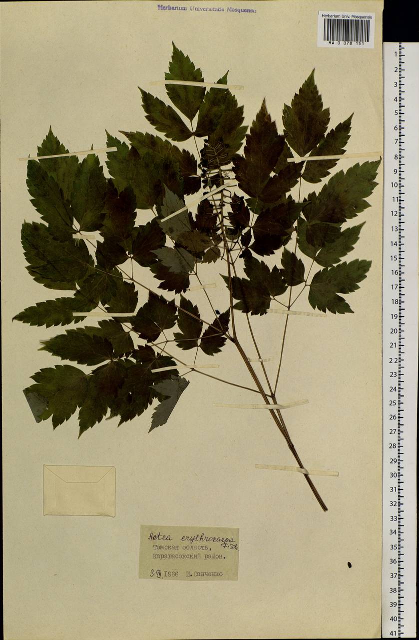Actaea rubra subsp. rubra, Siberia, Western Siberia (S1) (Russia)