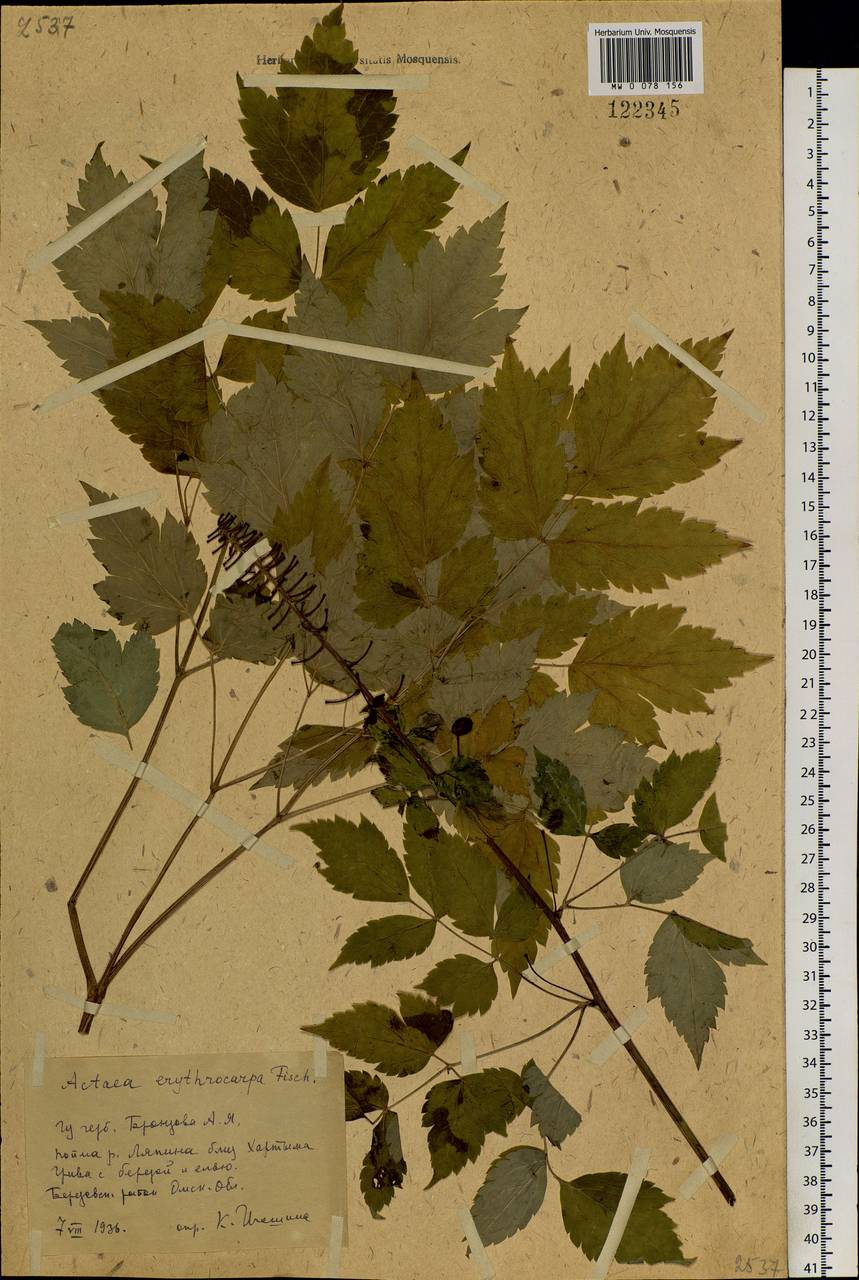 Actaea rubra subsp. rubra, Siberia, Western Siberia (S1) (Russia)