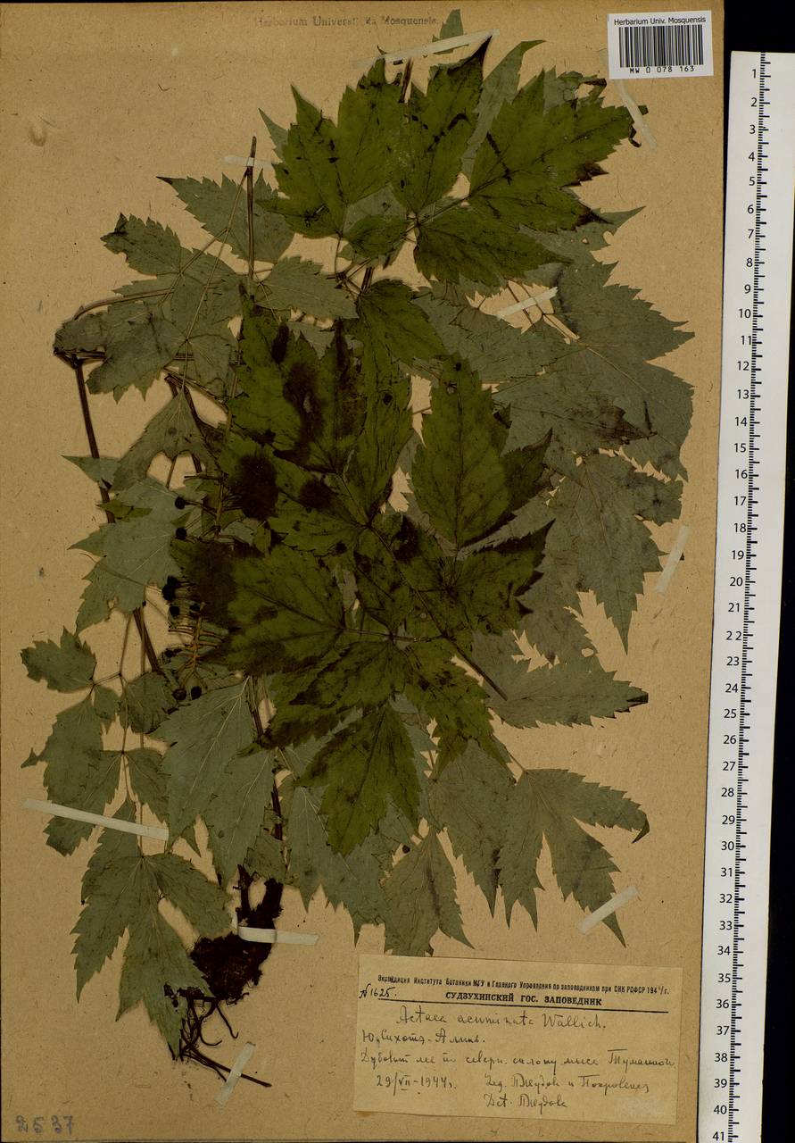 Actaea asiatica H.Hara, Siberia, Russian Far East (S6) (Russia)