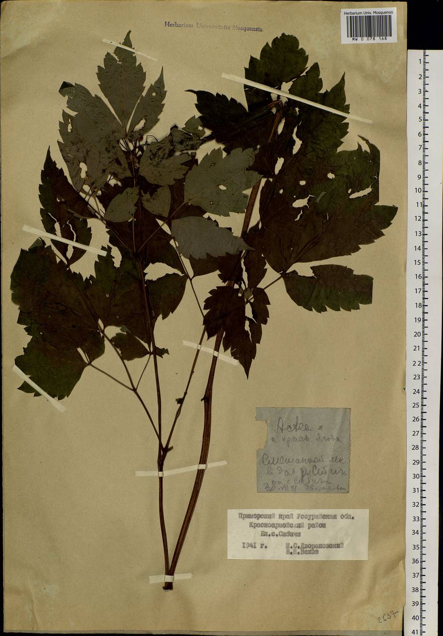 Actaea asiatica H. Hara, Siberia, Russian Far East (S6) (Russia)