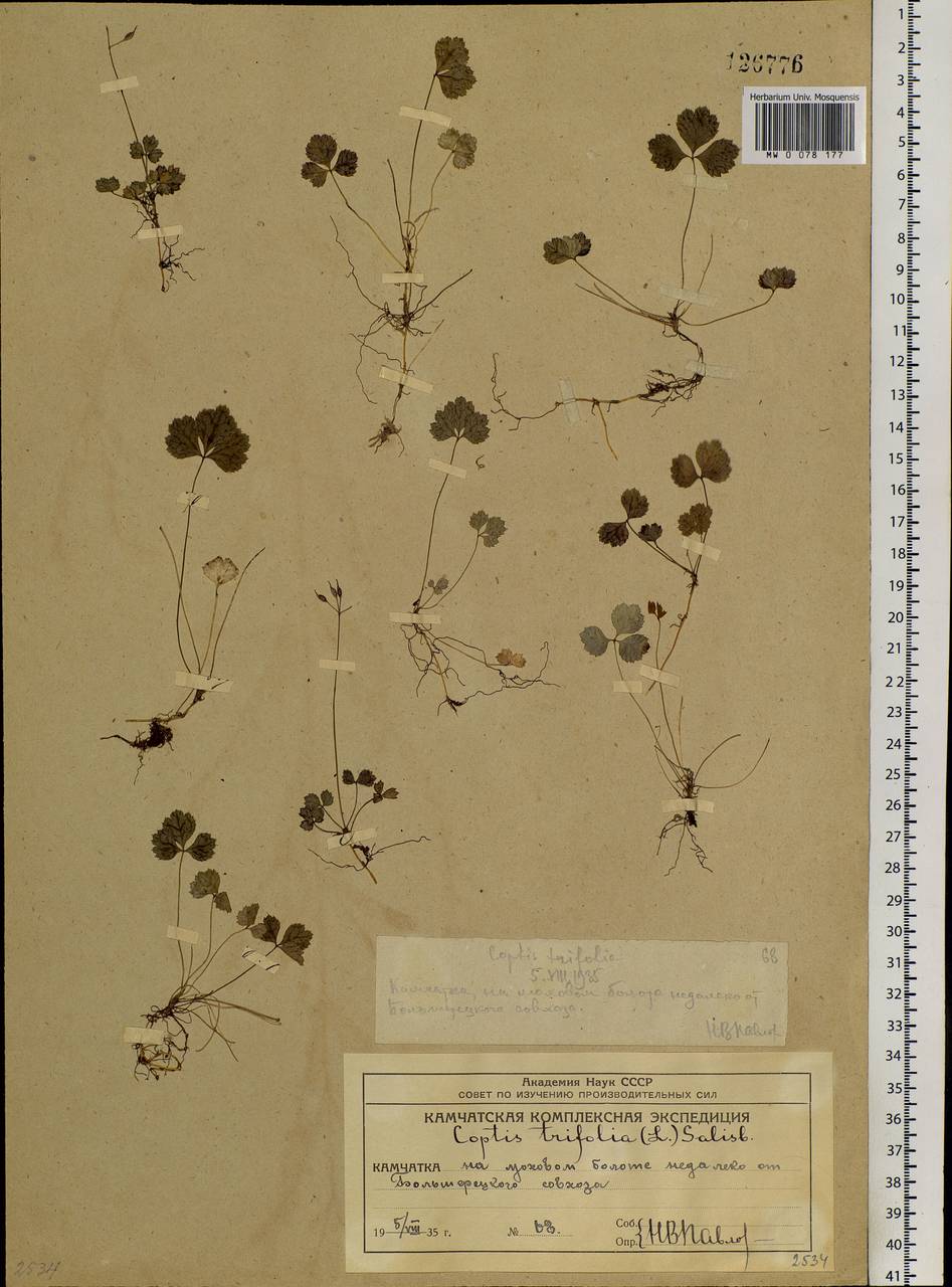 Coptis trifolia (L.) Salisb., Siberia, Chukotka & Kamchatka (S7) (Russia)