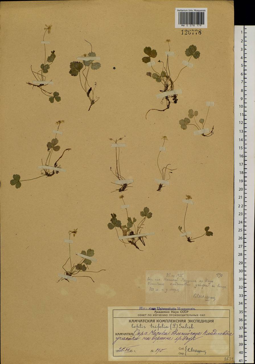 Coptis trifolia (L.) Salisb., Siberia, Chukotka & Kamchatka (S7) (Russia)