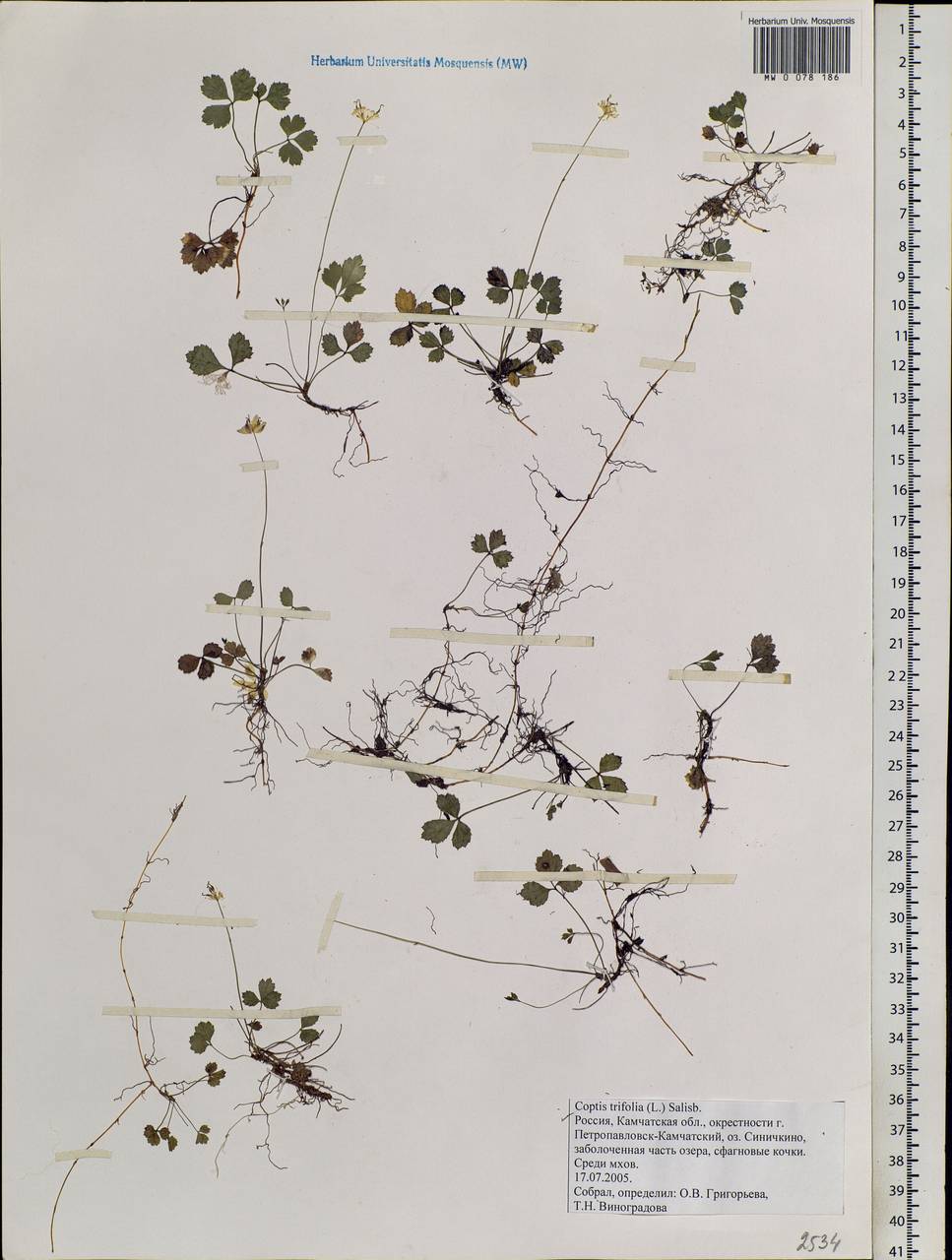 Coptis trifolia (L.) Salisb., Siberia, Chukotka & Kamchatka (S7) (Russia)