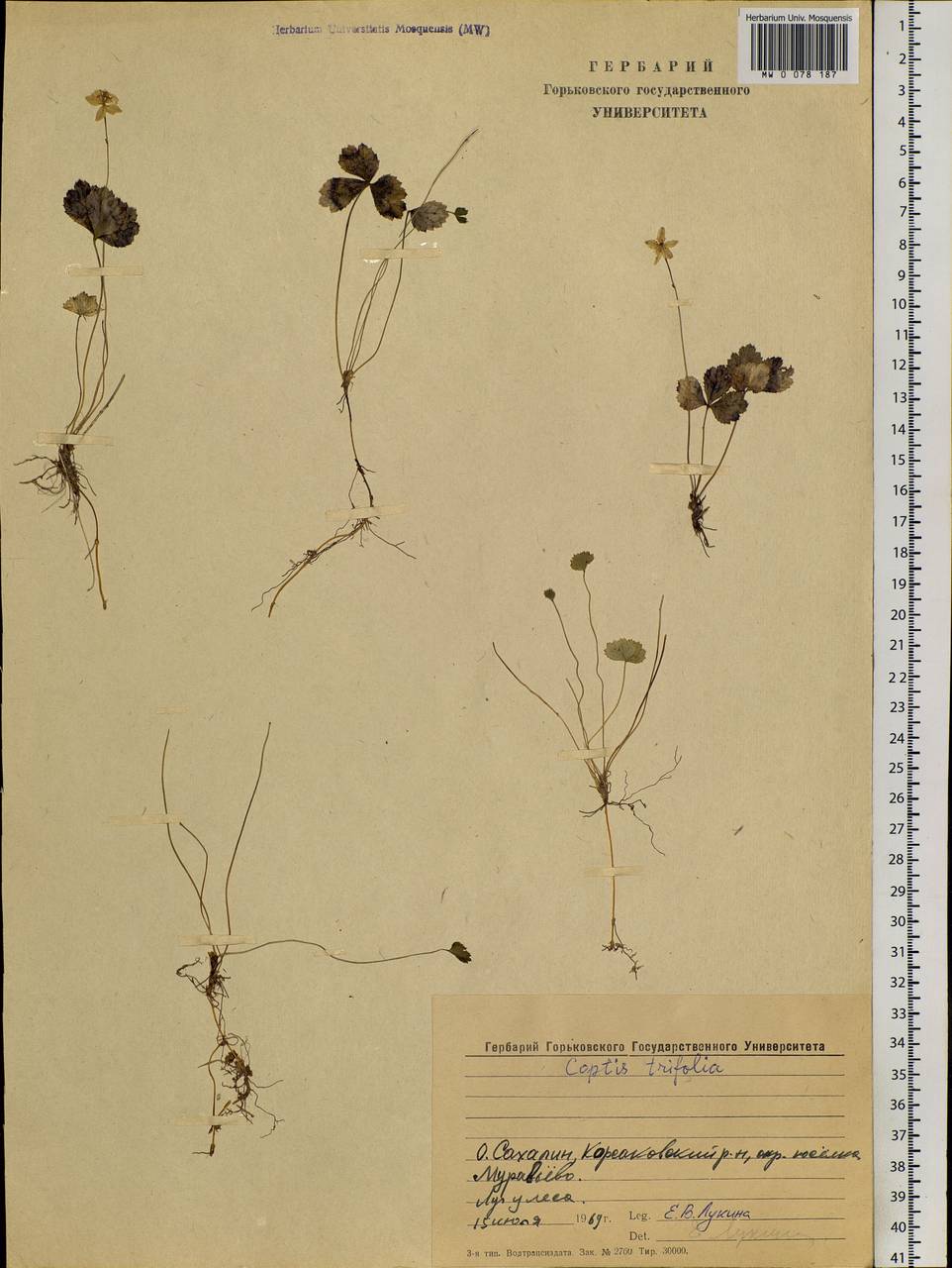Coptis trifolia (L.) Salisb., Siberia, Russian Far East (S6) (Russia)