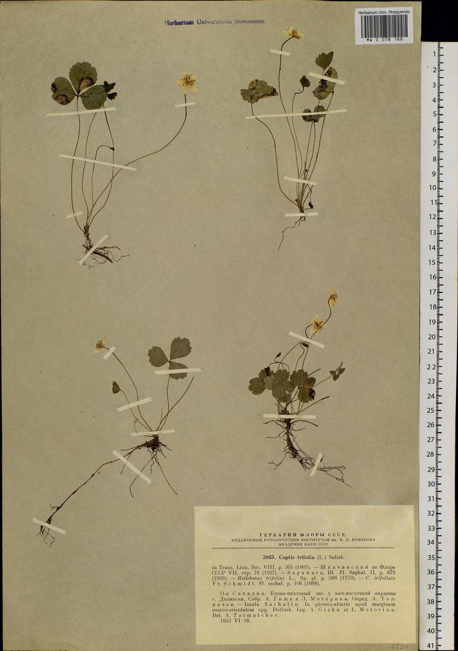 Coptis trifolia (L.) Salisb., Siberia, Russian Far East (S6) (Russia)