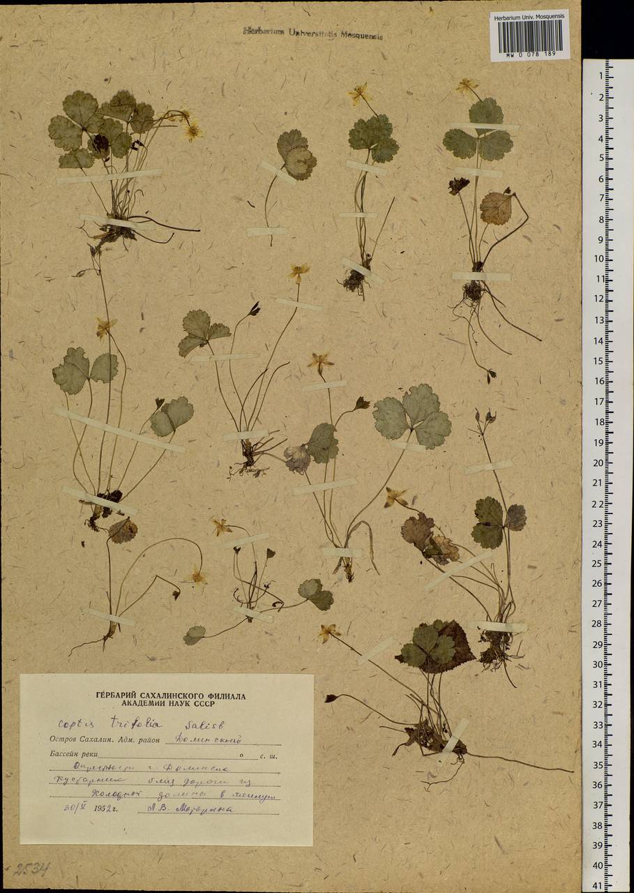 Coptis trifolia (L.) Salisb., Siberia, Russian Far East (S6) (Russia)