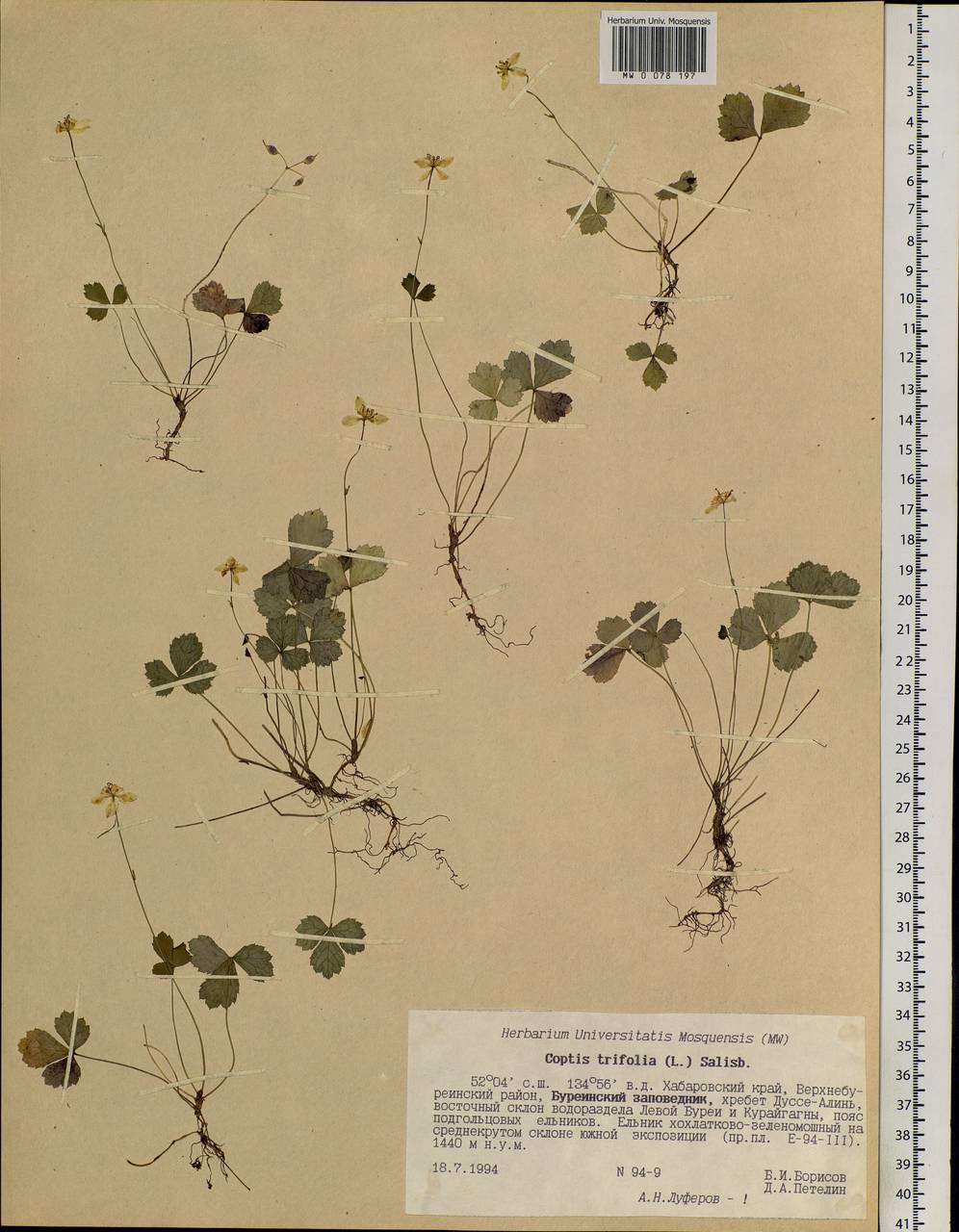 Coptis trifolia (L.) Salisb., Siberia, Russian Far East (S6) (Russia)