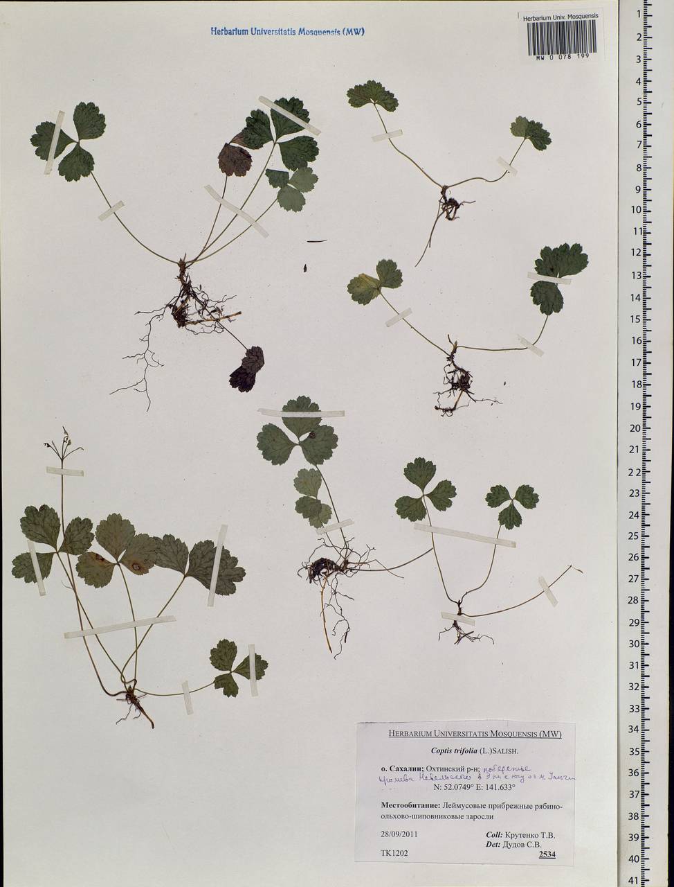 Coptis trifolia (L.) Salisb., Siberia, Russian Far East (S6) (Russia)