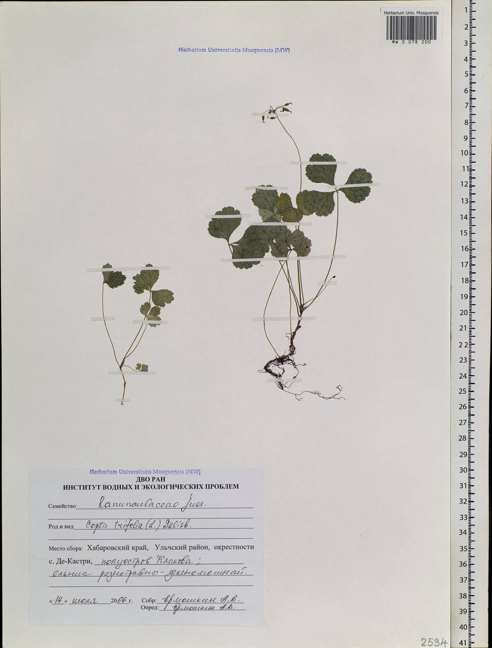 Coptis trifolia (L.) Salisb., Siberia, Russian Far East (S6) (Russia)