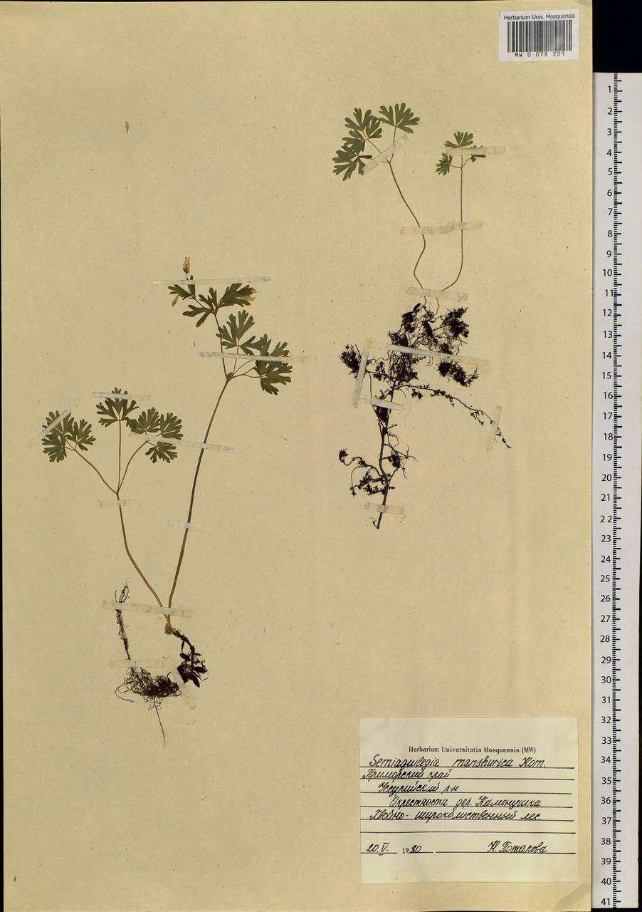 Isopyrum manshuricum (Kom.) Kom. ex W. T. Wang & P. K. Hsiao, Siberia, Russian Far East (S6) (Russia)