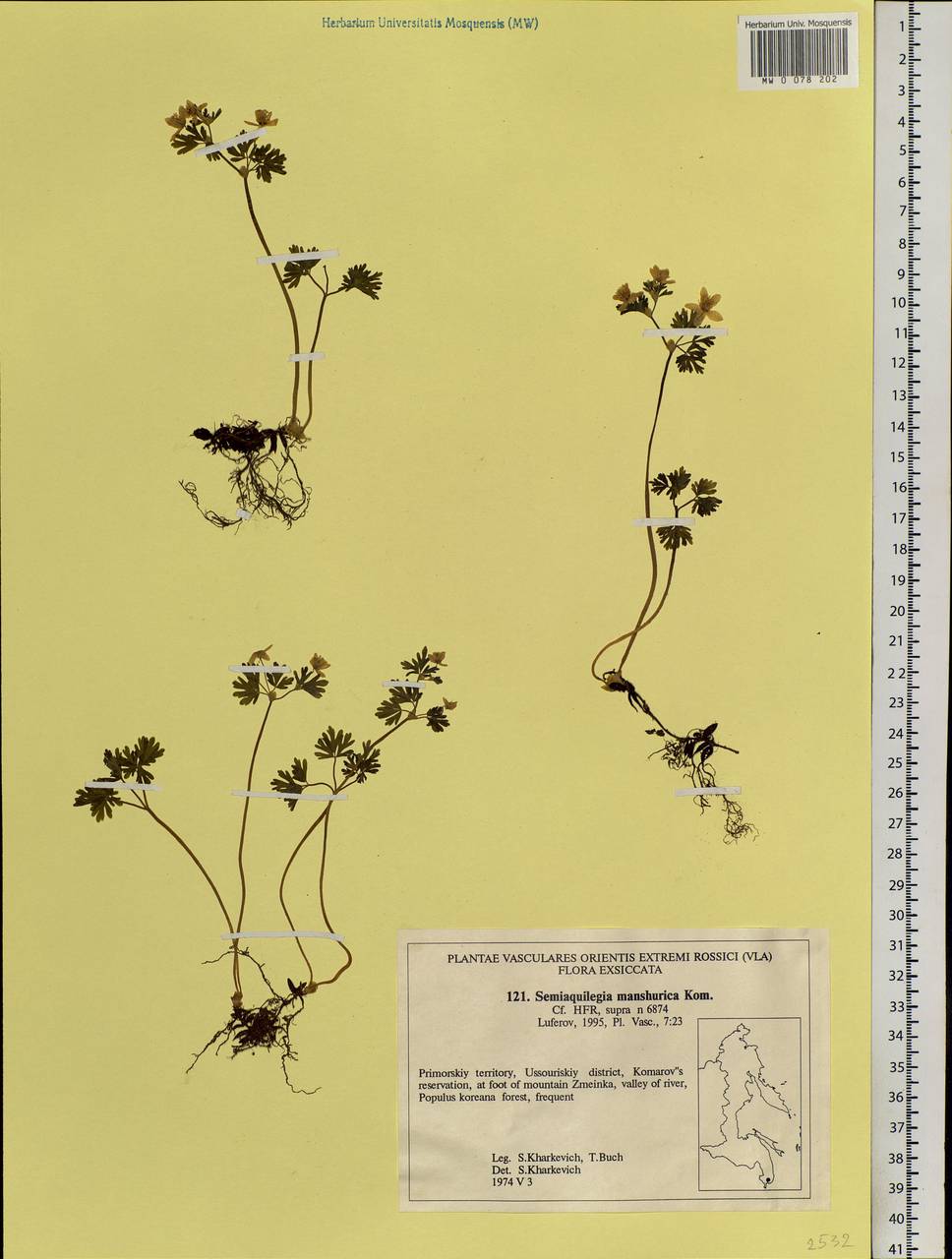 Isopyrum manshuricum (Kom.) Kom. ex W. T. Wang & P. K. Hsiao, Siberia, Russian Far East (S6) (Russia)