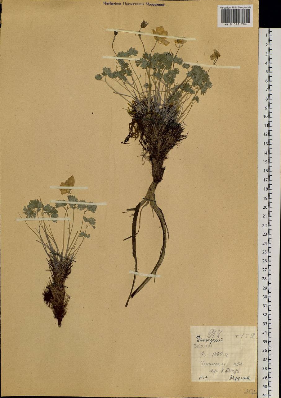 Paraquilegia microphylla (Royle) J. Drumm. & Hutch., Siberia, Baikal & Transbaikal region (S4) (Russia)