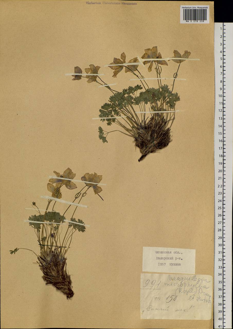 Paraquilegia microphylla (Royle) J. Drumm. & Hutch., Siberia, Baikal & Transbaikal region (S4) (Russia)