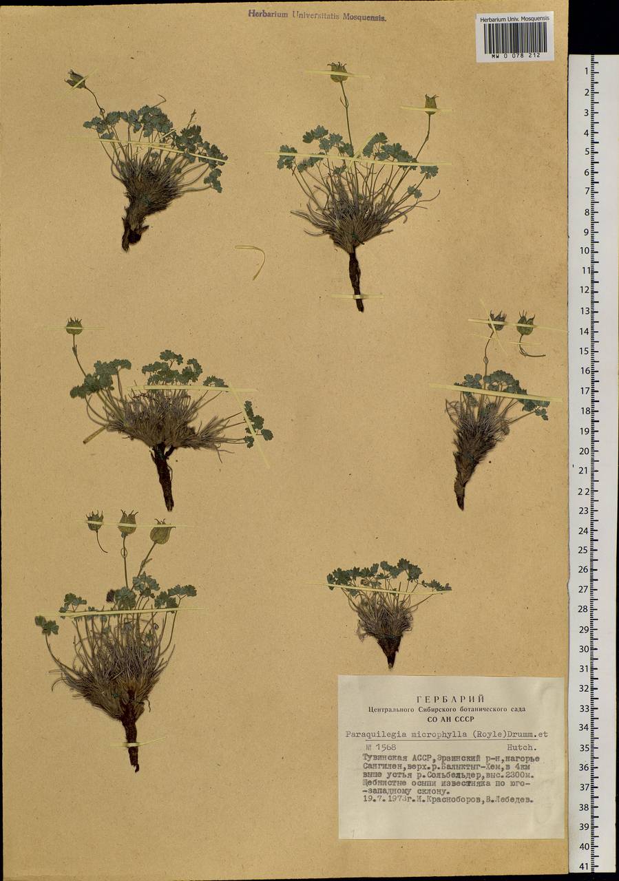 Paraquilegia microphylla (Royle) J. Drumm. & Hutch., Siberia, Altai & Sayany Mountains (S2) (Russia)