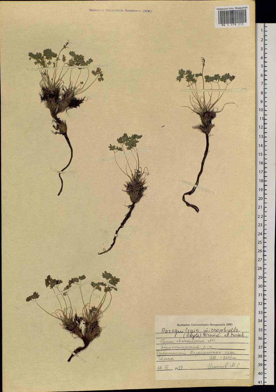 Paraquilegia microphylla (Royle) J. Drumm. & Hutch., Siberia, Altai & Sayany Mountains (S2) (Russia)