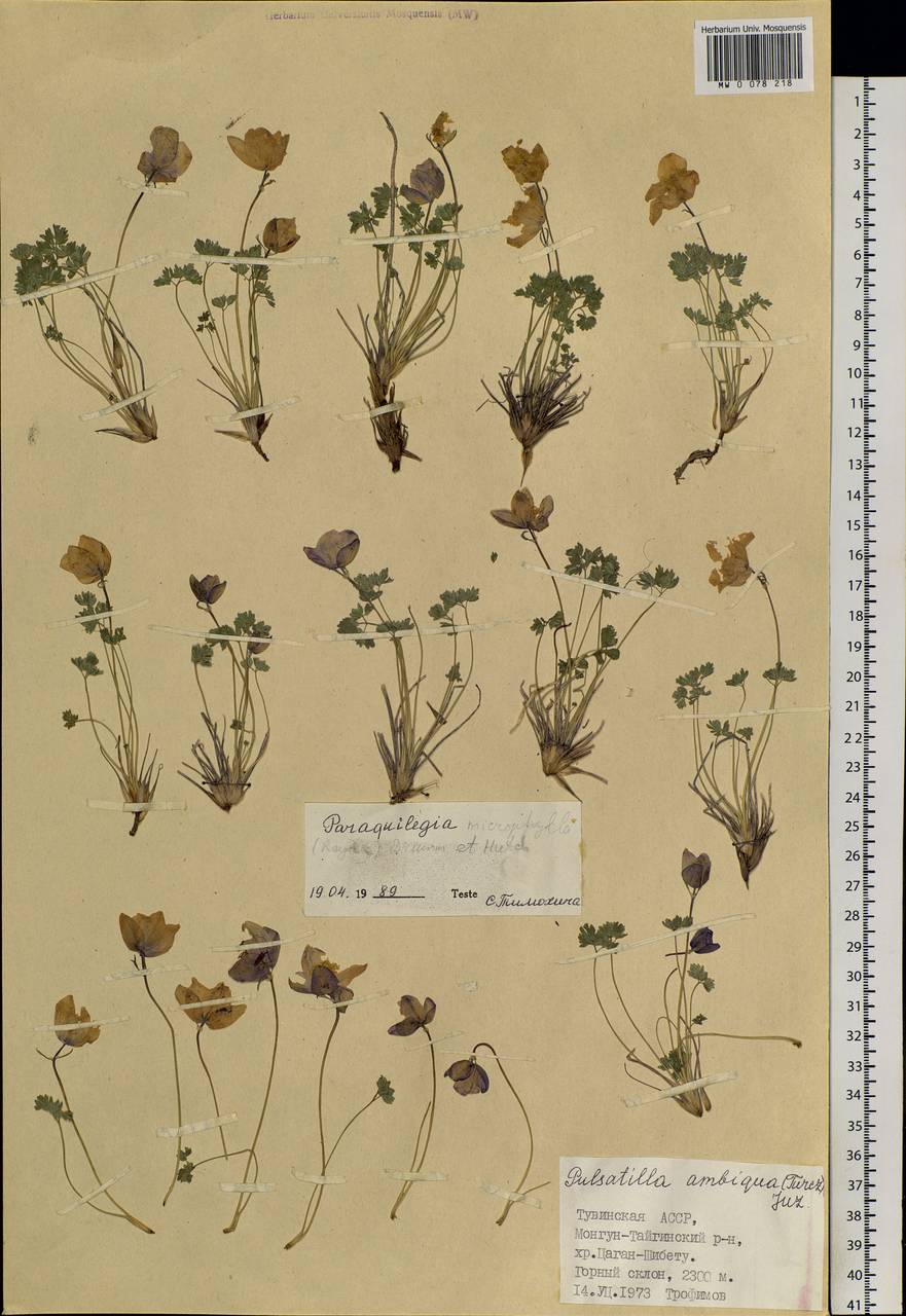 Paraquilegia microphylla (Royle) J. Drumm. & Hutch., Siberia, Altai & Sayany Mountains (S2) (Russia)