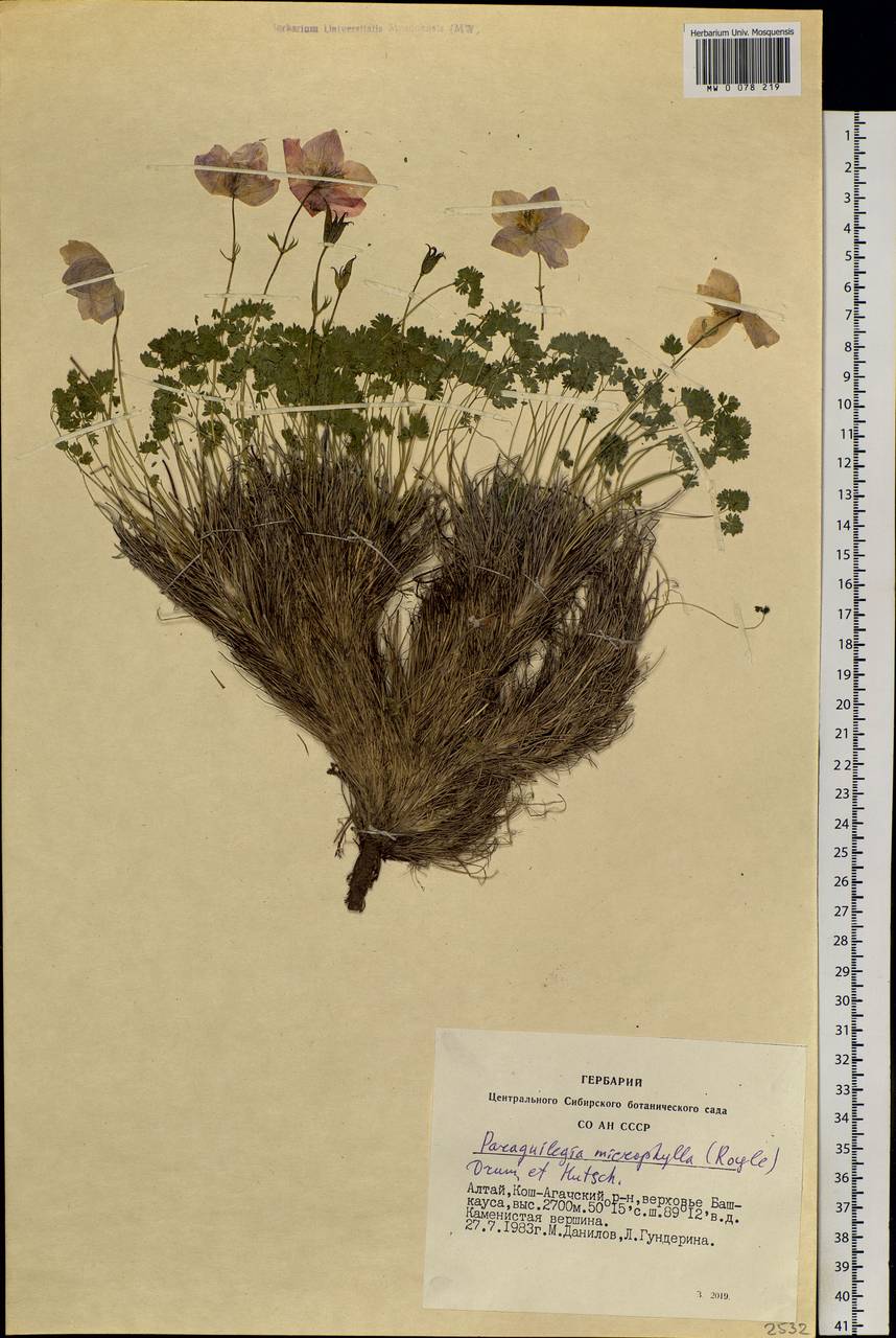Paraquilegia microphylla (Royle) J. Drumm. & Hutch., Siberia, Altai & Sayany Mountains (S2) (Russia)