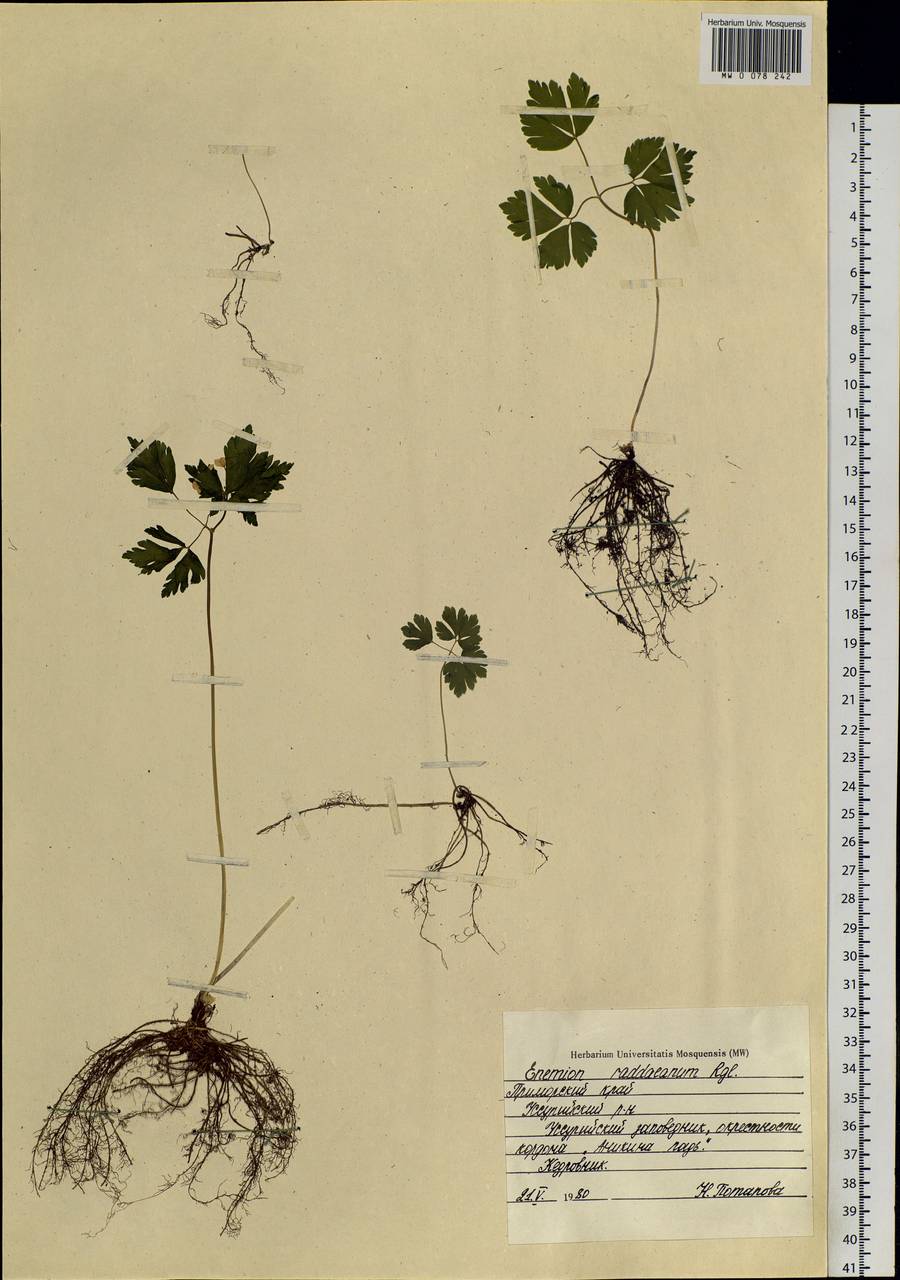 Enemion raddeanum Regel, Siberia, Russian Far East (S6) (Russia)