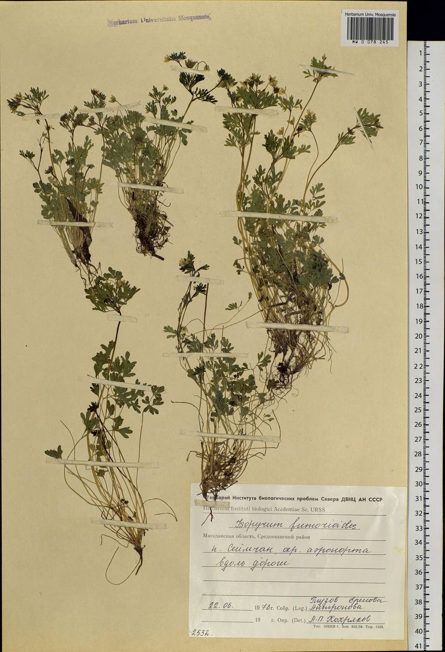 Leptopyrum fumarioides (L.) Rchb., Siberia, Chukotka & Kamchatka (S7) (Russia)