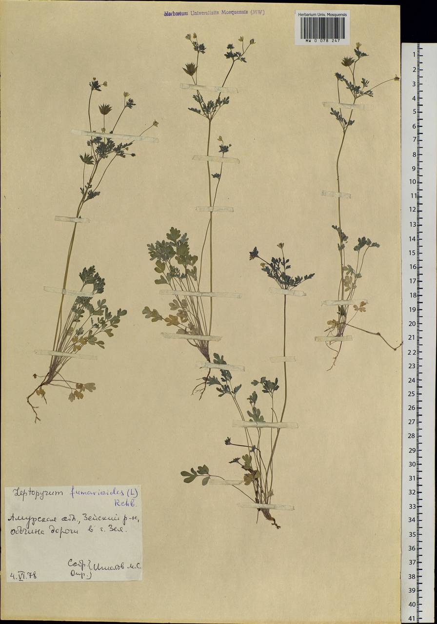 Leptopyrum fumarioides (L.) Rchb., Siberia, Russian Far East (S6) (Russia)