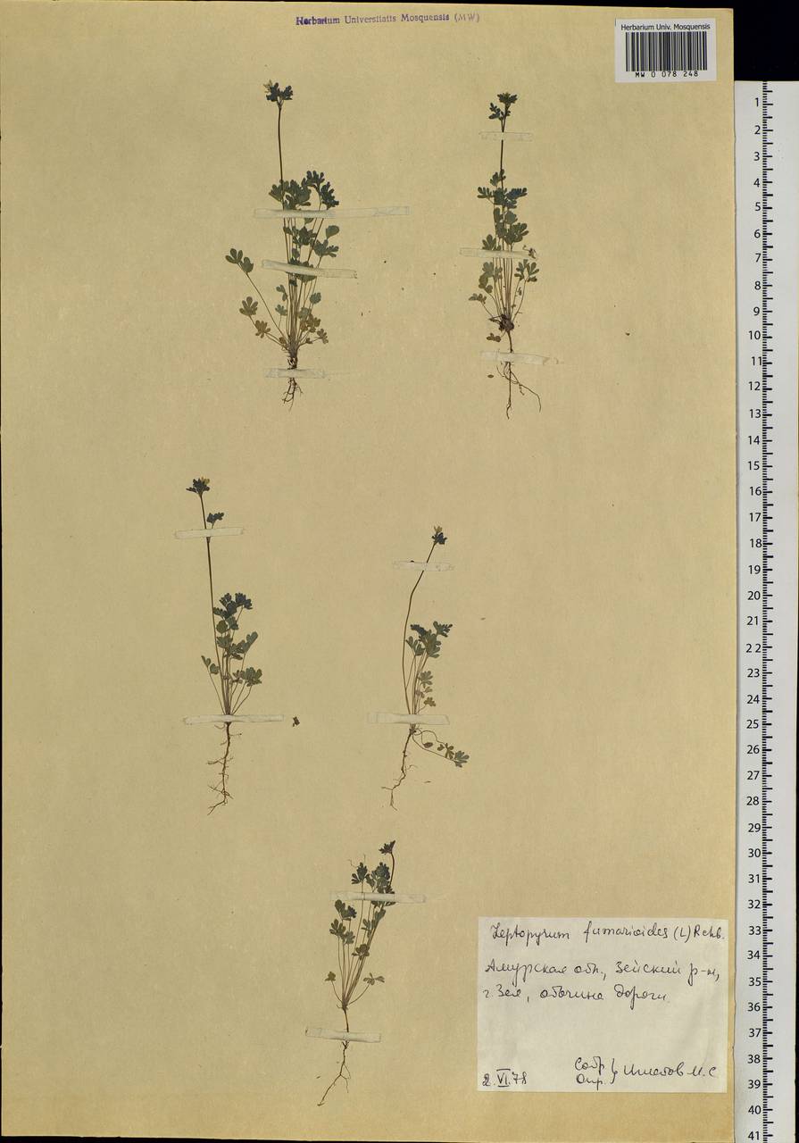 Leptopyrum fumarioides (L.) Rchb., Siberia, Russian Far East (S6) (Russia)