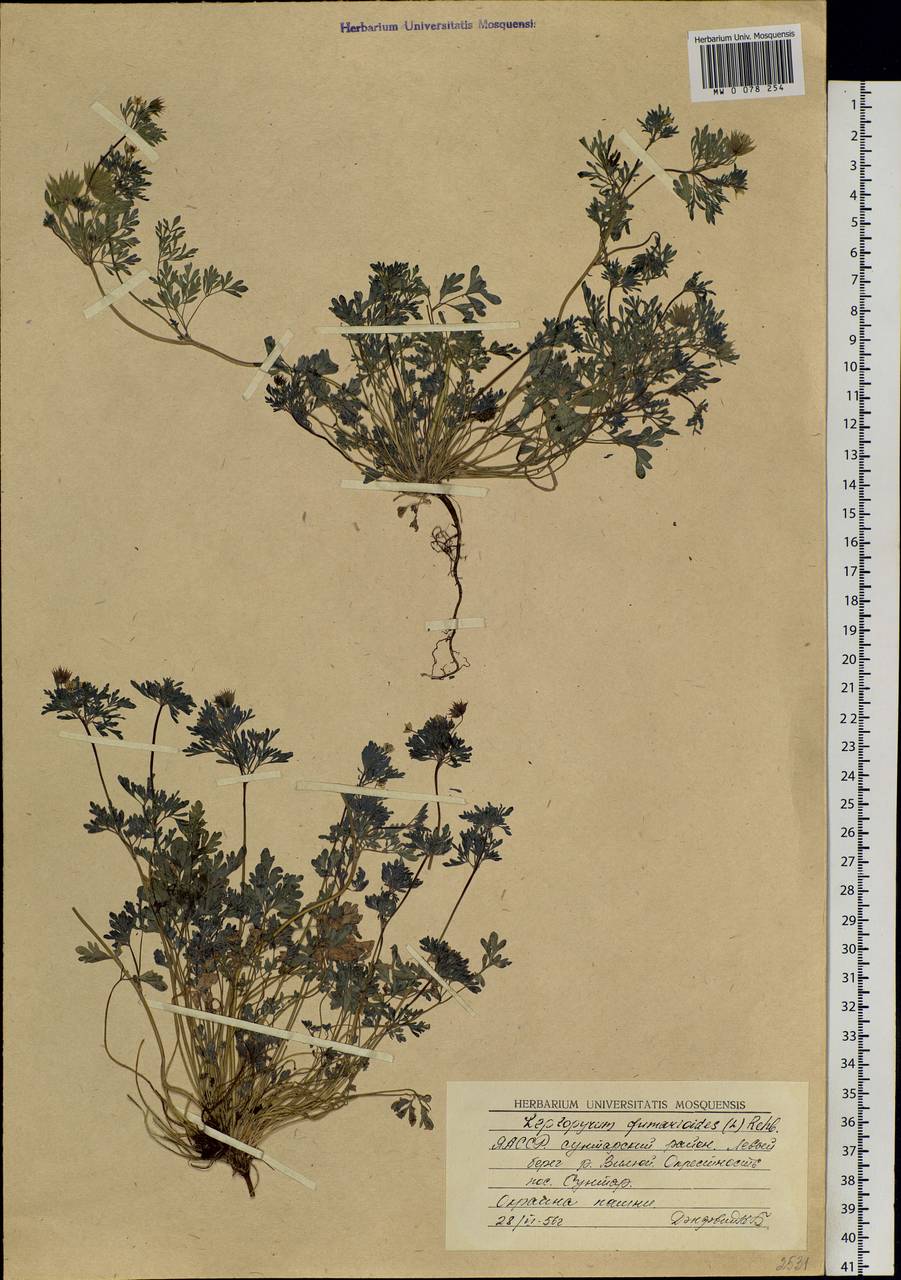 Leptopyrum fumarioides (L.) Rchb., Siberia, Yakutia (S5) (Russia)