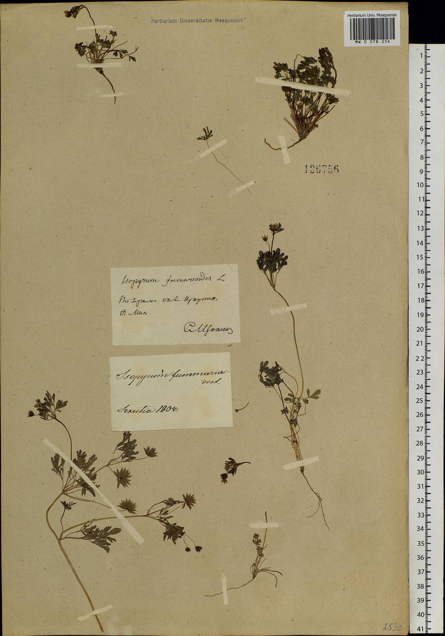 Leptopyrum fumarioides (L.) Rchb., Siberia, Baikal & Transbaikal region (S4) (Russia)