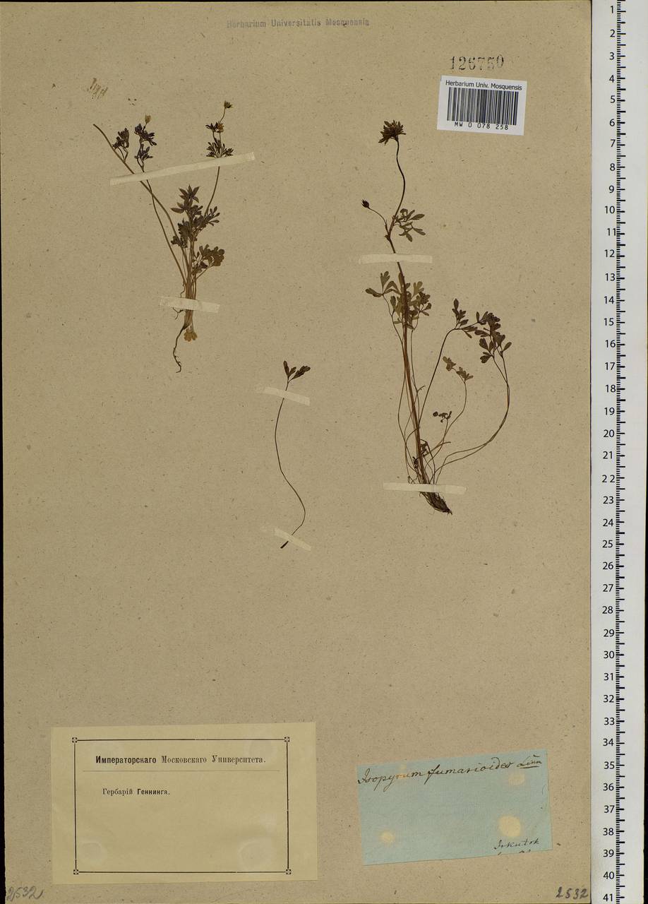 Leptopyrum fumarioides (L.) Rchb., Siberia, Baikal & Transbaikal region (S4) (Russia)