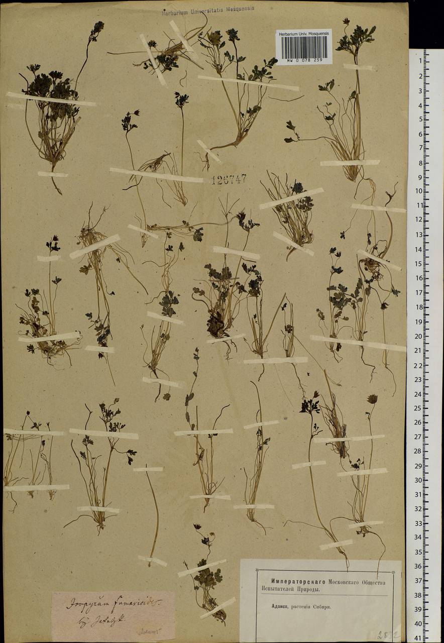 Leptopyrum fumarioides (L.) Rchb., Siberia, Yakutia (S5) (Russia)