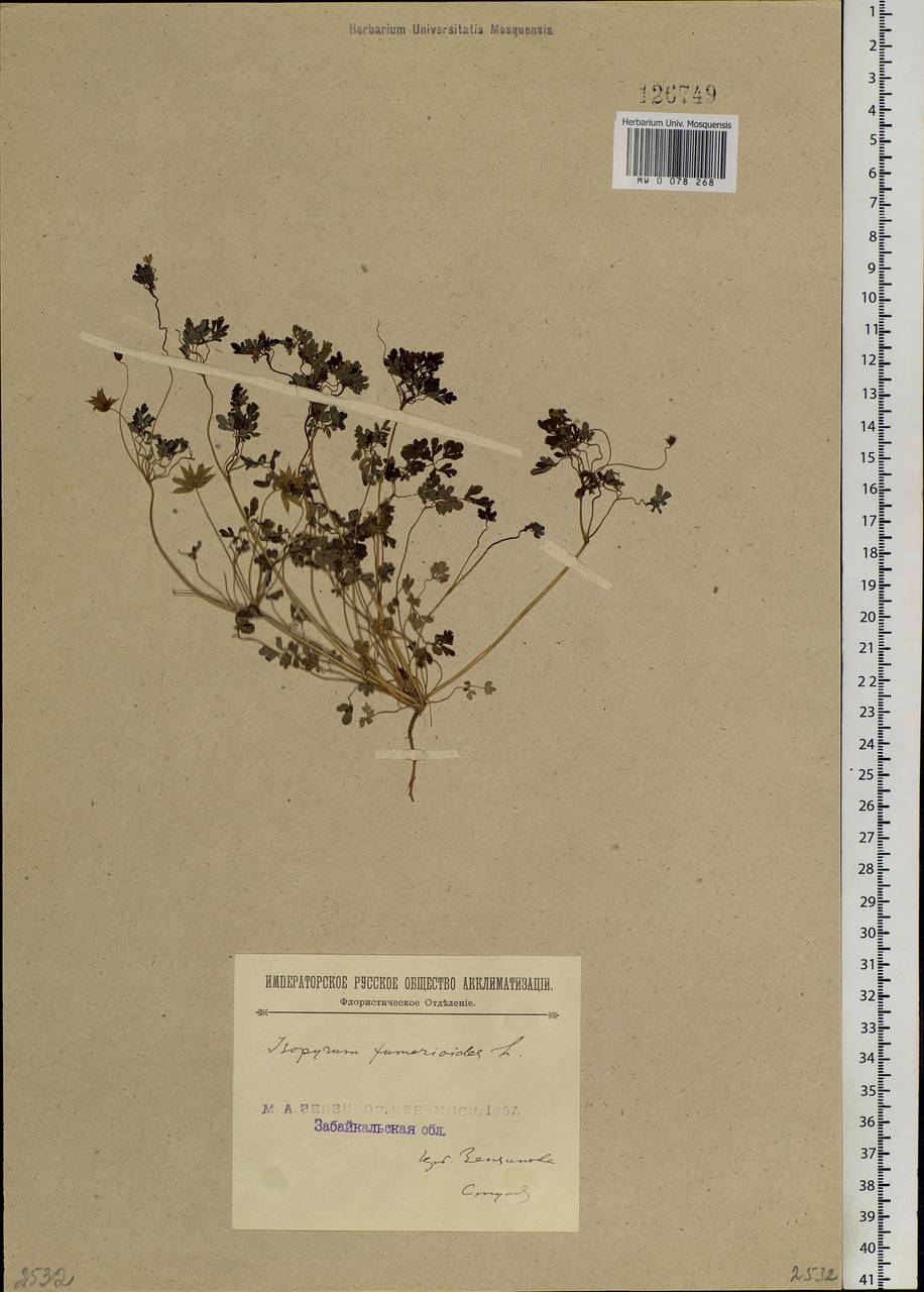 Leptopyrum fumarioides (L.) Rchb., Siberia, Baikal & Transbaikal region (S4) (Russia)