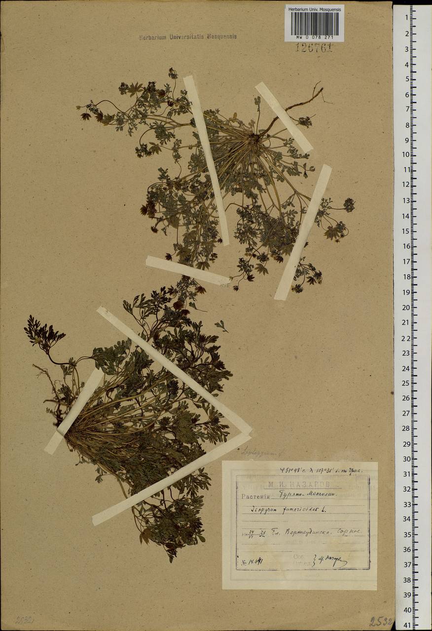 Leptopyrum fumarioides (L.) Rchb., Siberia, Baikal & Transbaikal region (S4) (Russia)