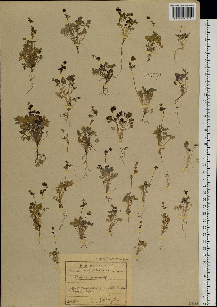 Leptopyrum fumarioides (L.) Rchb., Siberia, Baikal & Transbaikal region (S4) (Russia)