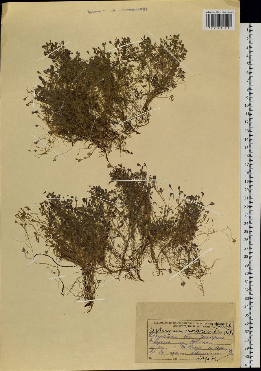 Leptopyrum fumarioides (L.) Rchb., Siberia, Baikal & Transbaikal region (S4) (Russia)