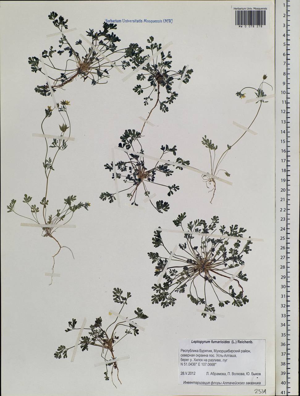 Leptopyrum fumarioides (L.) Rchb., Siberia, Baikal & Transbaikal region (S4) (Russia)