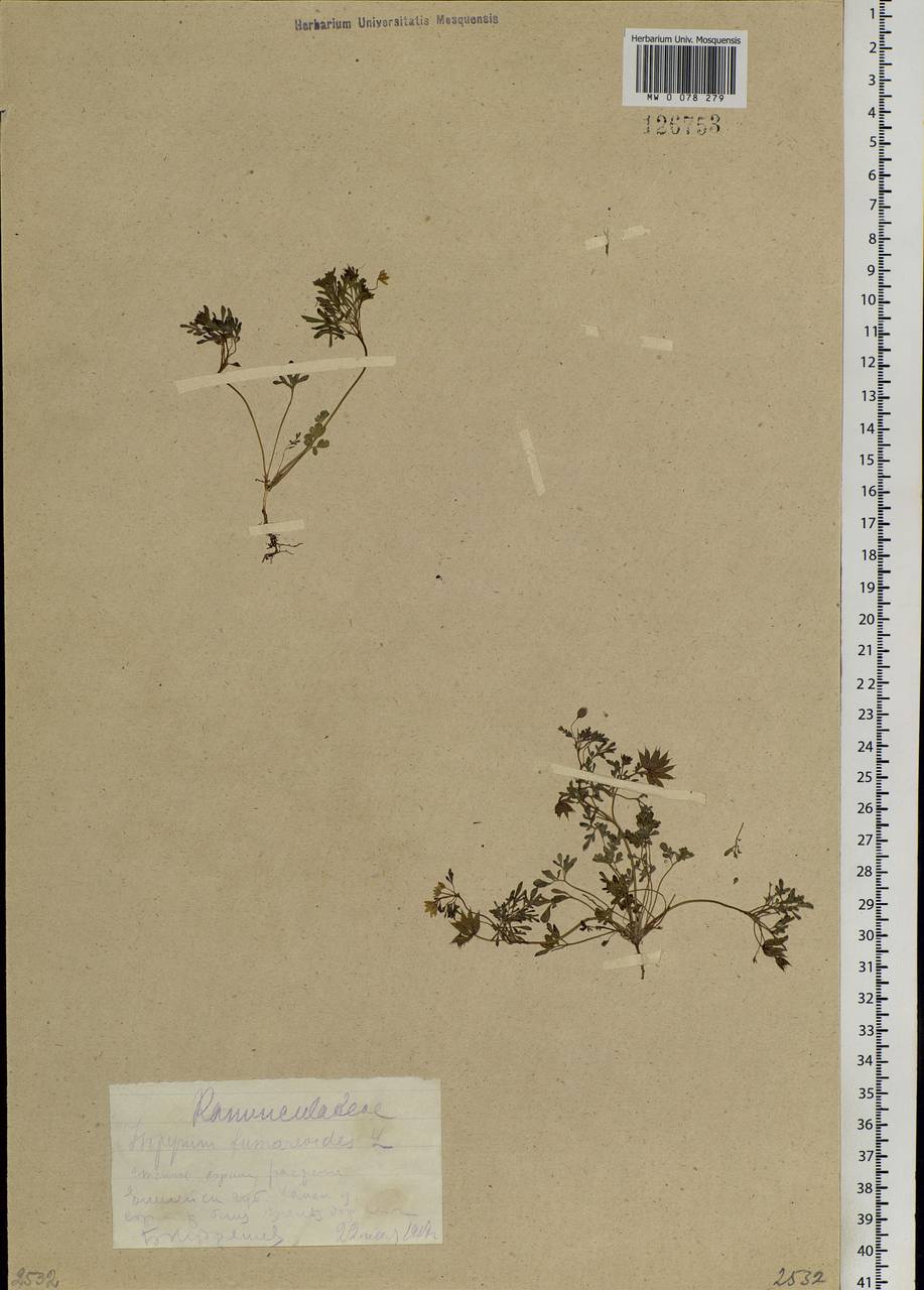 Leptopyrum fumarioides (L.) Rchb., Siberia, Central Siberia (S3) (Russia)
