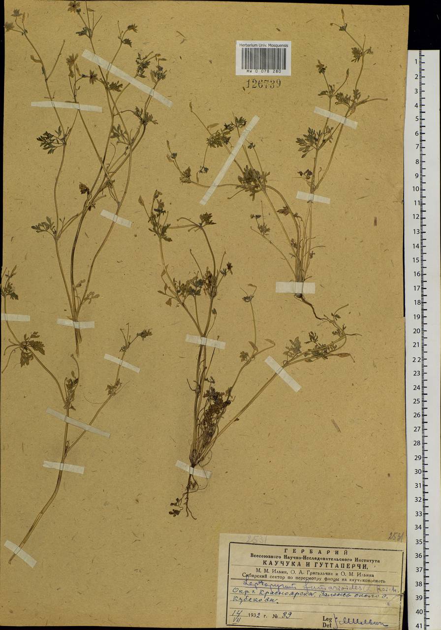 Leptopyrum fumarioides (L.) Rchb., Siberia, Central Siberia (S3) (Russia)