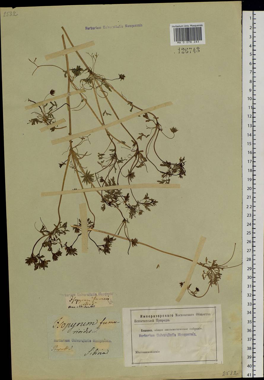 Leptopyrum fumarioides (L.) Rchb., Siberia, Altai & Sayany Mountains (S2) (Russia)