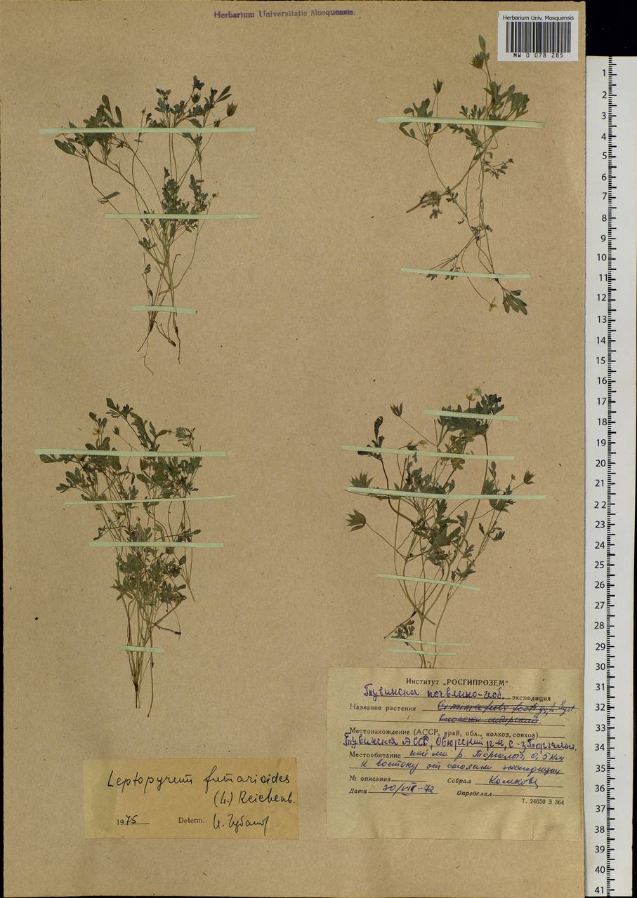 Leptopyrum fumarioides (L.) Rchb., Siberia, Altai & Sayany Mountains (S2) (Russia)
