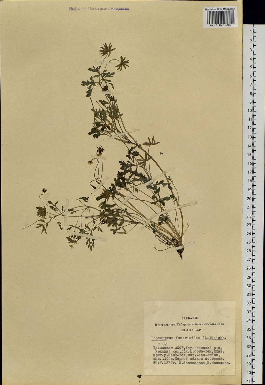 Leptopyrum fumarioides (L.) Rchb., Siberia, Altai & Sayany Mountains (S2) (Russia)