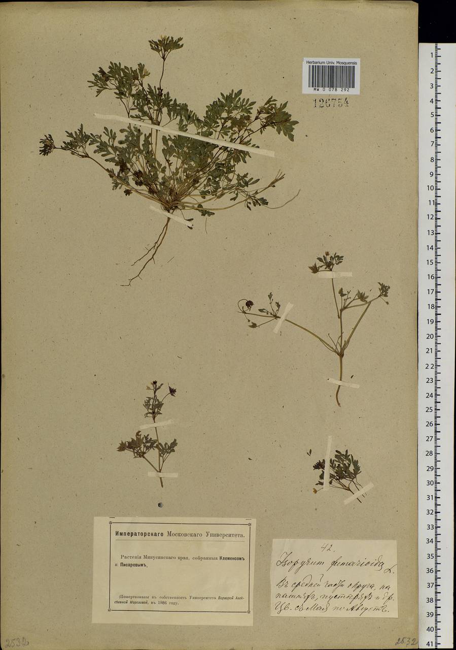 Leptopyrum fumarioides (L.) Rchb., Siberia, Altai & Sayany Mountains (S2) (Russia)