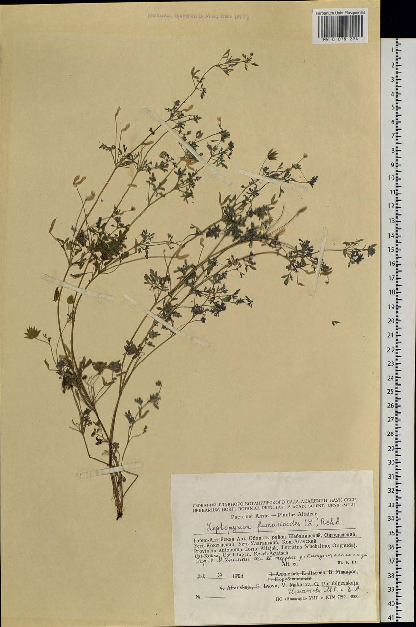 Leptopyrum fumarioides (L.) Rchb., Siberia, Altai & Sayany Mountains (S2) (Russia)