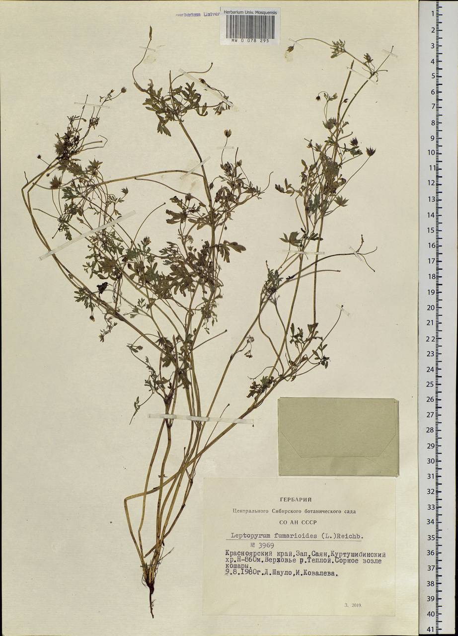 Leptopyrum fumarioides (L.) Rchb., Siberia, Altai & Sayany Mountains (S2) (Russia)