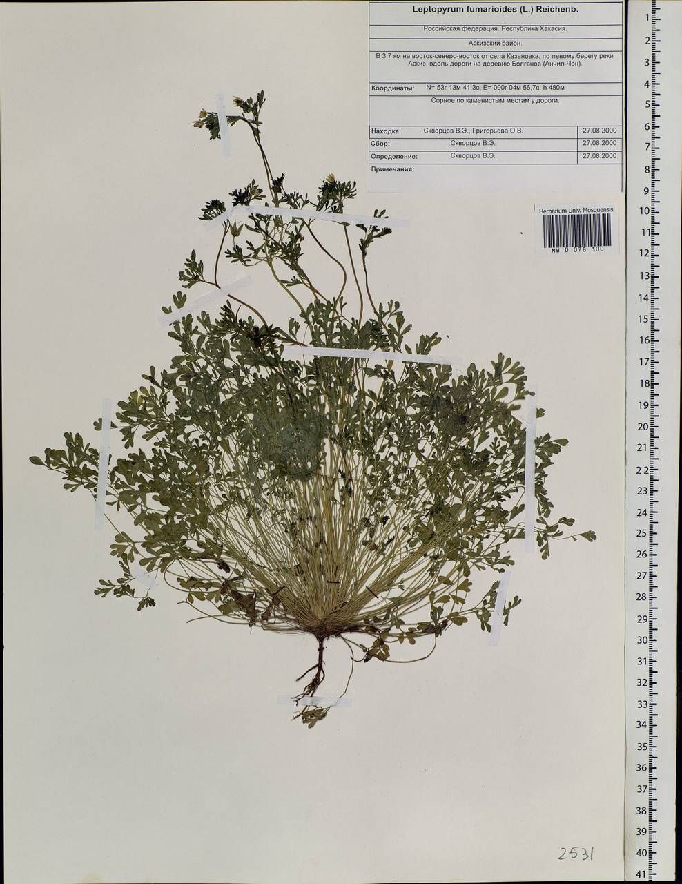 Leptopyrum fumarioides (L.) Rchb., Siberia, Altai & Sayany Mountains (S2) (Russia)