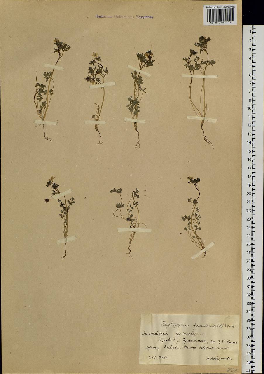 Leptopyrum fumarioides (L.) Rchb., Siberia, Altai & Sayany Mountains (S2) (Russia)