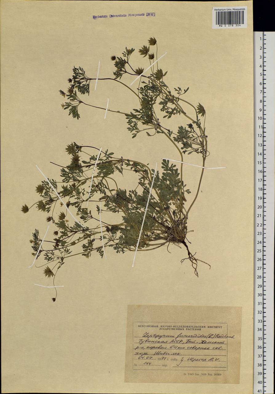 Leptopyrum fumarioides (L.) Rchb., Siberia, Altai & Sayany Mountains (S2) (Russia)