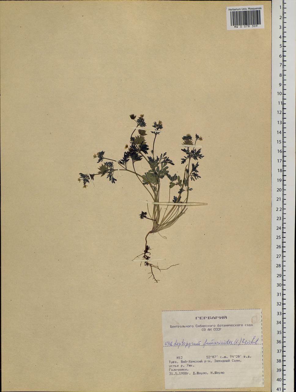 Leptopyrum fumarioides (L.) Rchb., Siberia, Altai & Sayany Mountains (S2) (Russia)