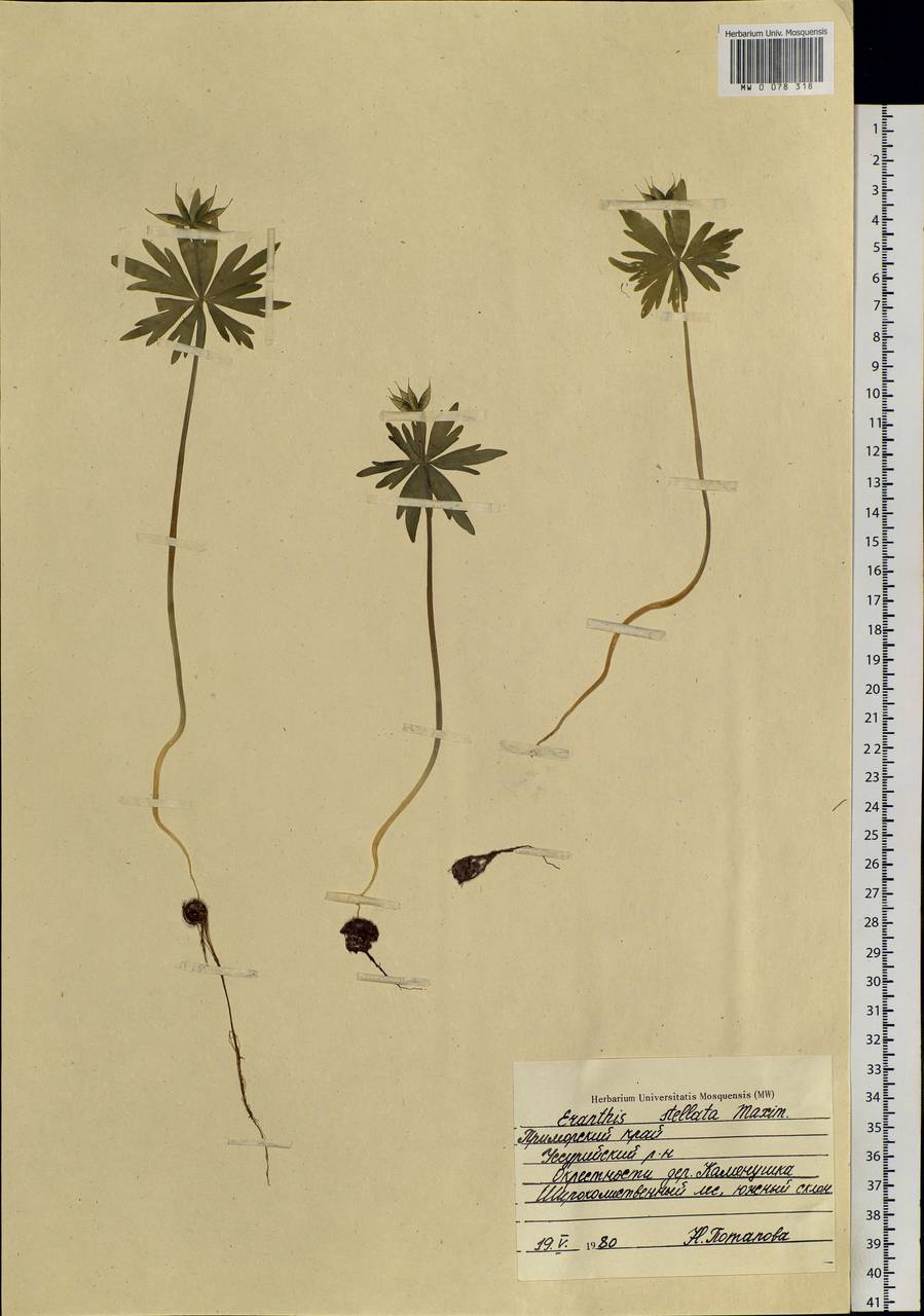 Eranthis stellata Maxim., Siberia, Russian Far East (S6) (Russia)