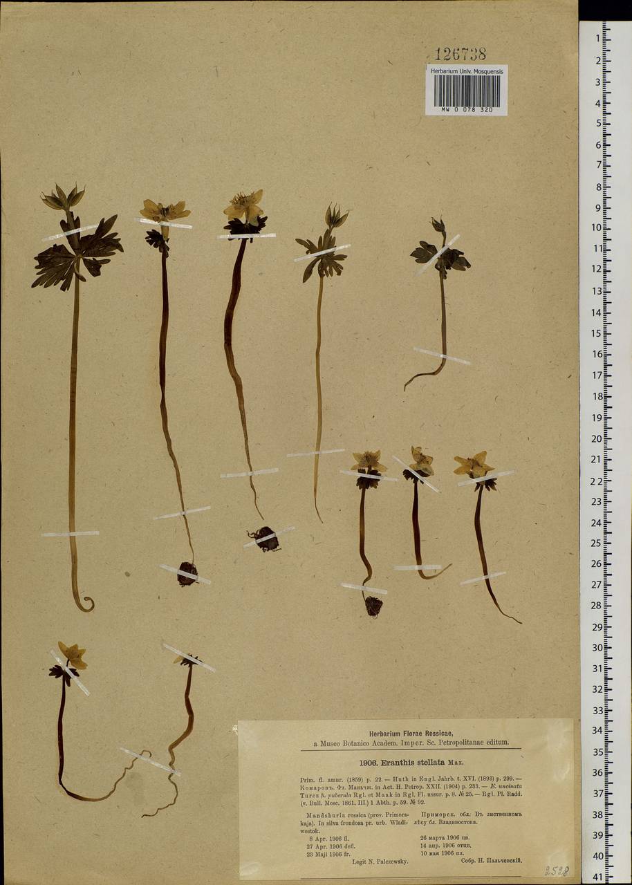 Eranthis stellata Maxim., Siberia, Russian Far East (S6) (Russia)