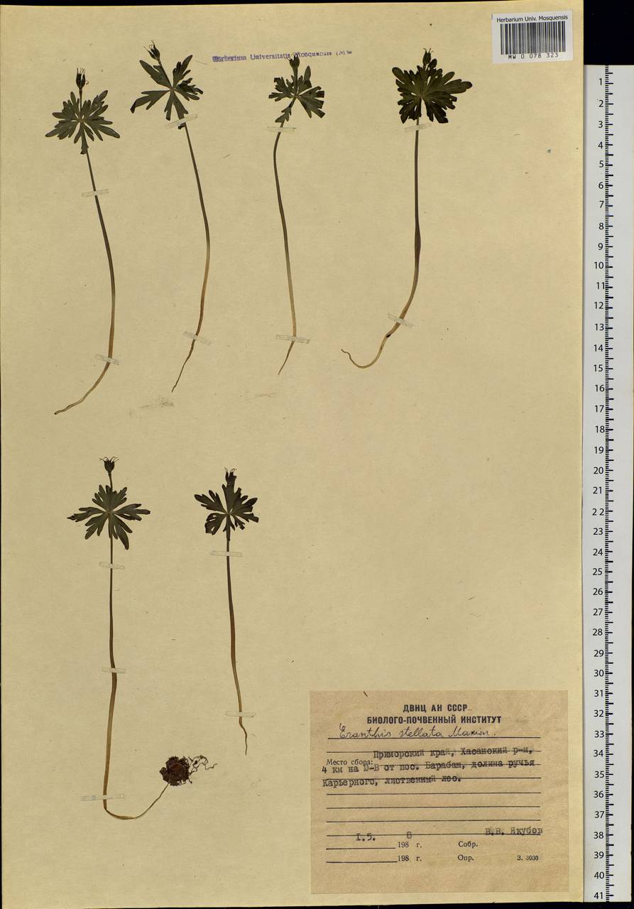 Eranthis stellata Maxim., Siberia, Russian Far East (S6) (Russia)