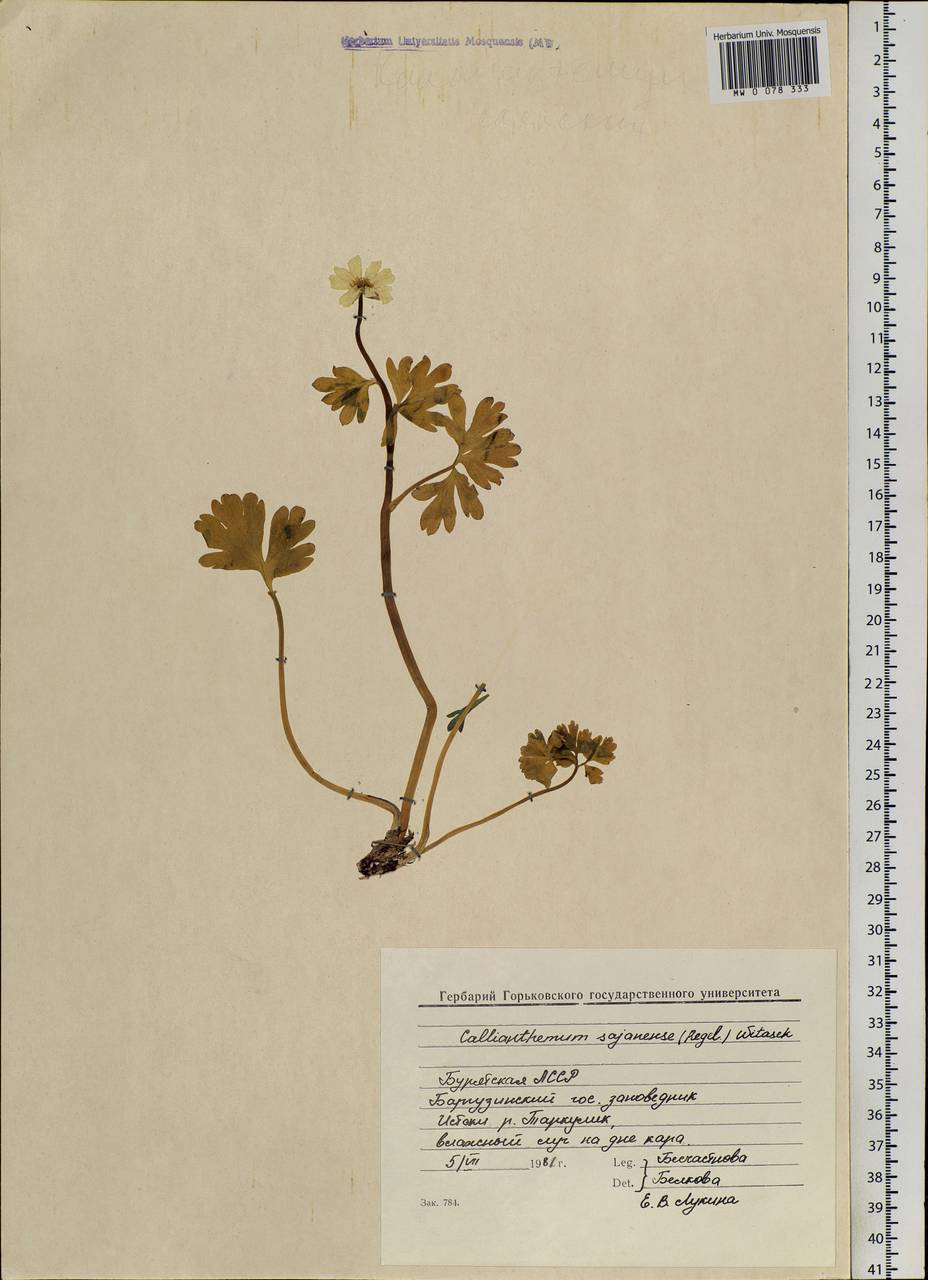 Callianthemum sajanense Witasek, Siberia, Baikal & Transbaikal region (S4) (Russia)